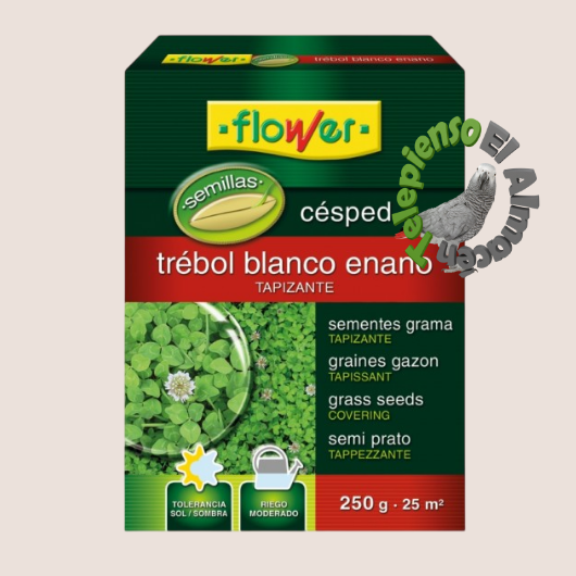 Flower Semillas Césped Trébol Blanco Enano