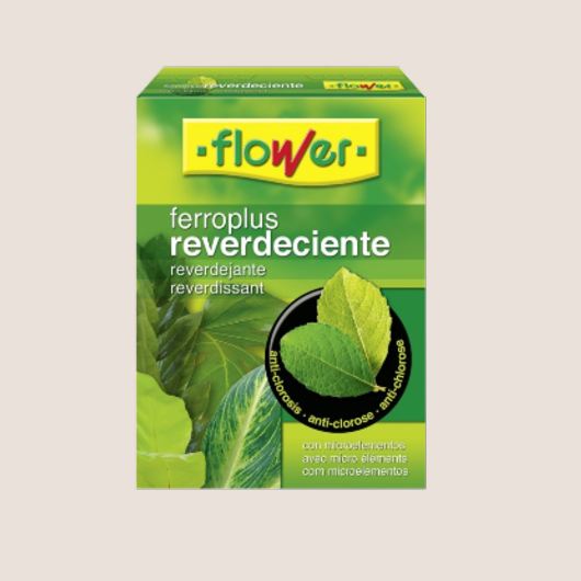 Flower - Ferroplus reverdeciente