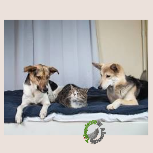 CBD para Mascotas: Guía de Uso y Beneficios. Telepienso